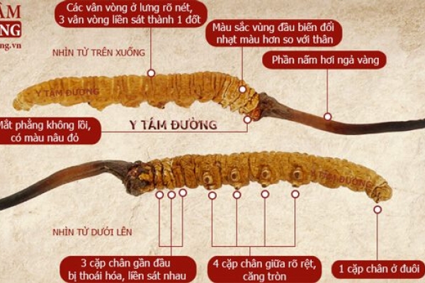 Cách phân biệt đông trùng hạ thảo thật - giả