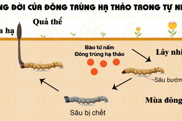 Đông trùng hạ thảo là gì? Phân loại, tác dụng, cách dùng, giá bán