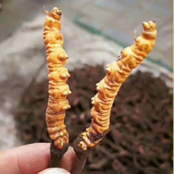 Đông Trùng Hạ Thảo Tây Tạng Loại Tươi 1g/con
