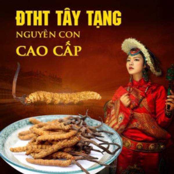 Đông Trùng Hạ Thảo Tây Tạng Thiên Nhiên Loại Khô 30 con/10g