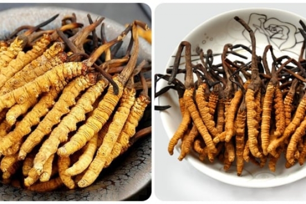 Tác dụng của đông trùng hạ thảo với phụ nữ