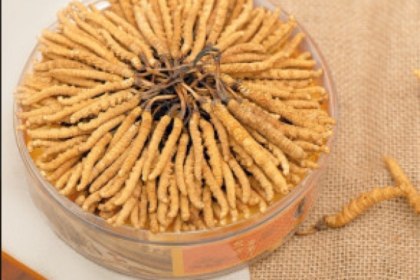 Đông Trùng Hạ Thảo Tây Tạng Thiên Nhiên Loại Khô 50 con/10g