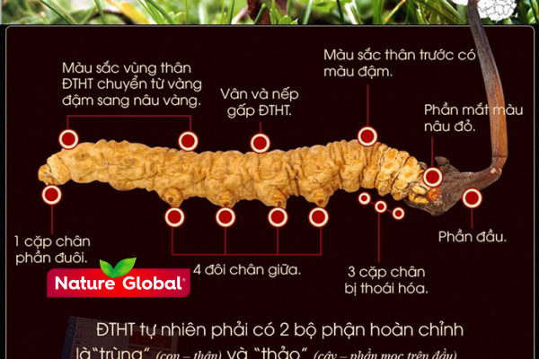 Đông Trùng Hạ Thảo Tây Tạng Thiên Nhiên 