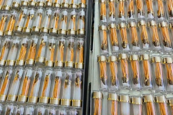 Đông trùng hạ thảo KING ký chủ nhộng tằm ( Hộp gỗ 30 con )